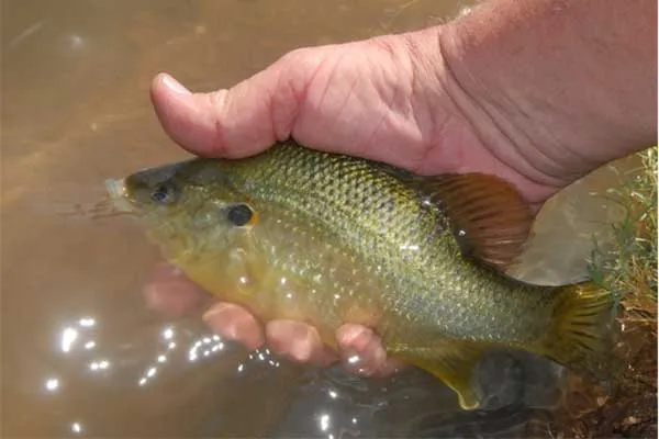 Help prevent illegal fish stocking this Labor Day weekend