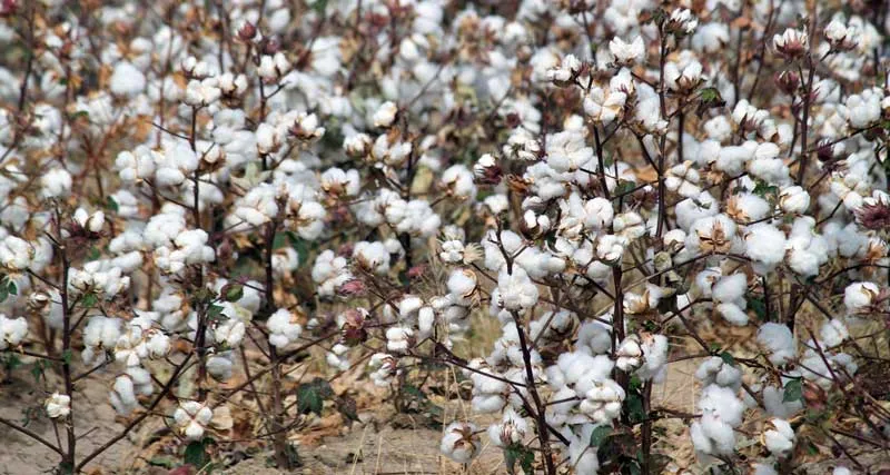 Homeowner says child is sleeping in cotton field, GCSO deputies have no luck in finding the child