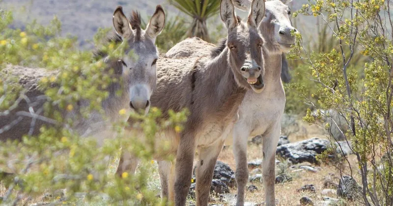 Congress looks to stop horsing around on wild burros and mustangs