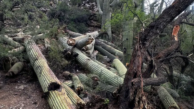Saguaros in Sabino toppled after Tucson storms