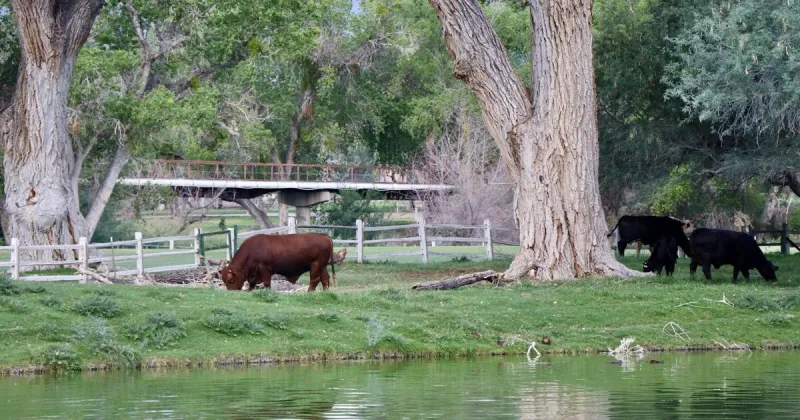 Cattle dying in roads sparks debate over open range in Rio Rico