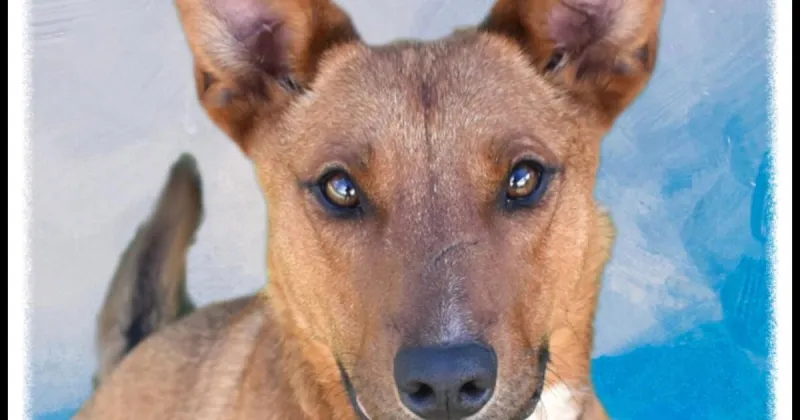 HCH Pet of the Week: Red