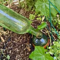 Gardening Etcetera: Buried treasure: the benefit of ollas in your garden