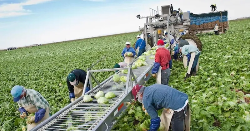 Colorado River cuts haven't hit Arizona farmers yet, but that might be coming