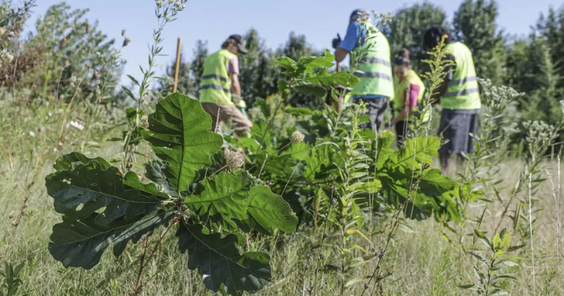 Normal offers discounted native trees after summer storms