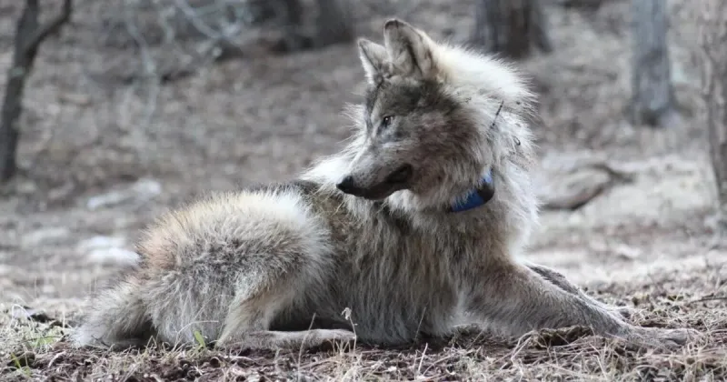Trump directs Interior Department to revoke protections for Mexican gray wolves