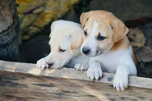 Partnership serves pups and planet