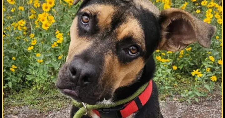 HCH Pet of the Week: Jolene