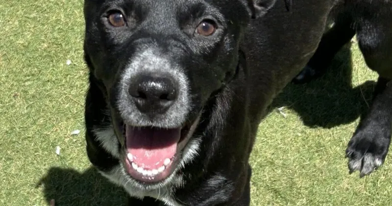 HCH Pet of the Week: Magnet