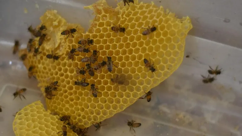 Bee swarm at Chandler Intel campus sends 3 to hospital