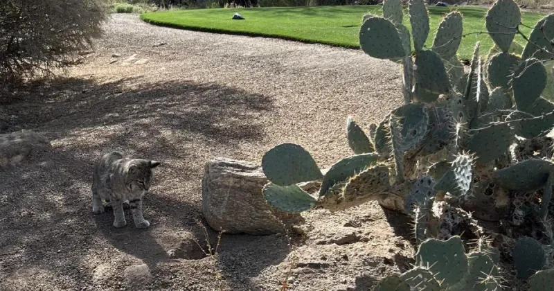 Russo the bobcat a regular at Ventana Canyon resort