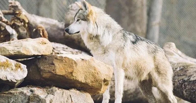 Trump may strip Mexican gray wolf protections prematurely, risks further endangerment