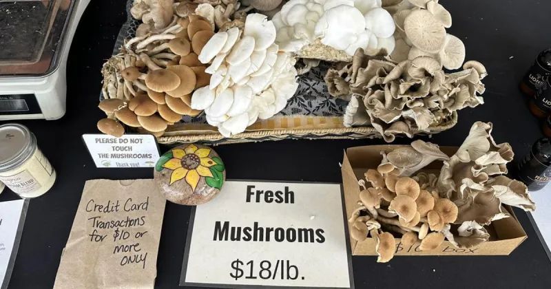 Flagstaff and northern Arizona area make for happy mushroom hunters