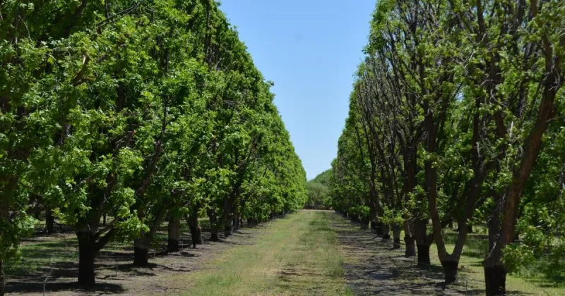 Pecan groves will be sold off