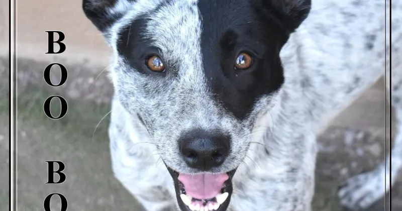 HCH Pet of the Week: Boo Boo
