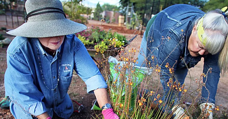 Inaugural fall garden tour to showcase six Sierra Vista landscapes
