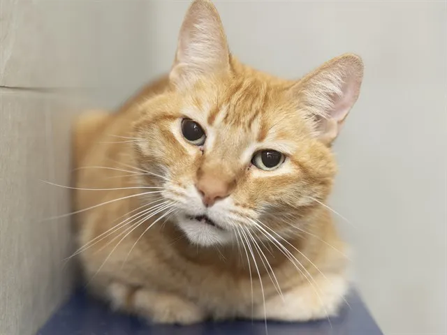Senior Kitty Hopes to Live Golden Years in True Forever Home
