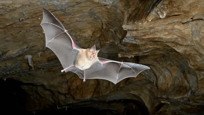 The genes behind the wings: Massive study rewrites bat family tree