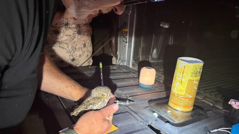 'They look into your soul:' K-12 teachers and researchers study small owls in southern Arizona
