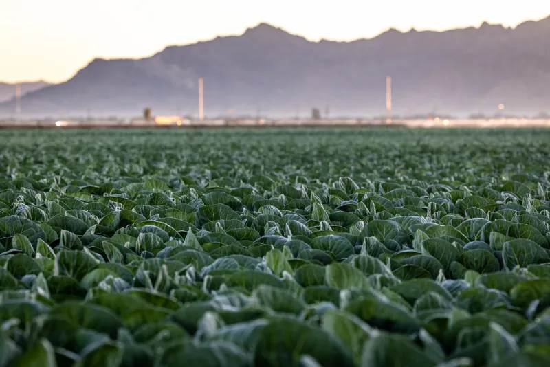 From the farm gate to national security