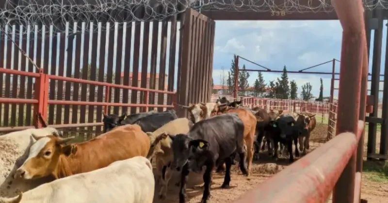 Douglas Port Could Redefine How Cattle Move