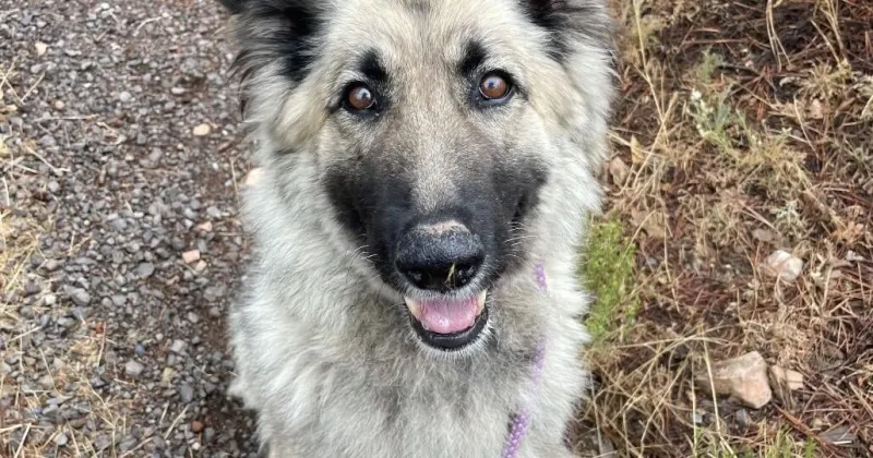 HCH Pet of the Week: Misty