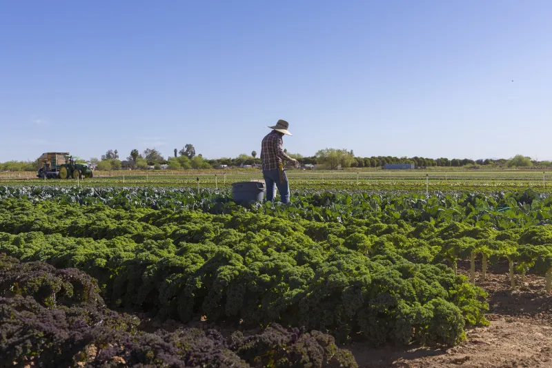ASU launches nationwide program to provide organic farming mentorships
