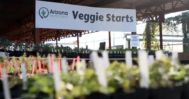 Record diesel prices squeeze Arizona farmers as Iran conflict drives up costs