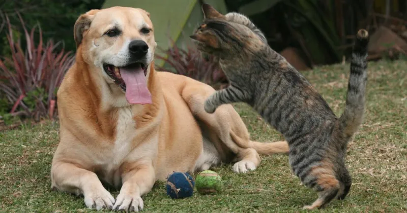 Animal Welfare: What's in a name? For pets, it can be a lot