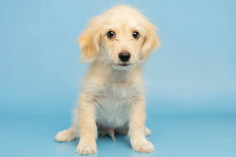 Teeny is a little fella with a big personality