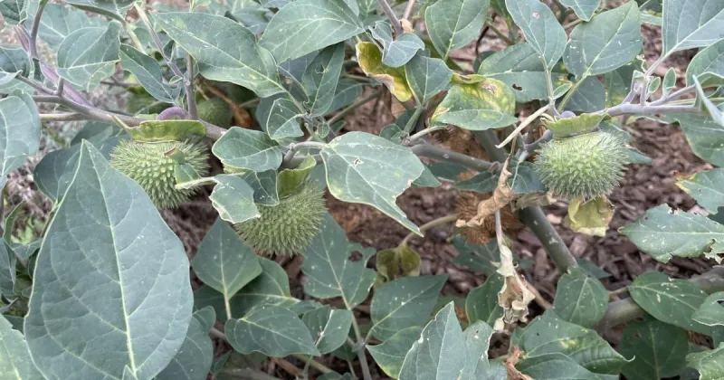 Gardening Etcetera: Gathering autumn seeds for next year's garden