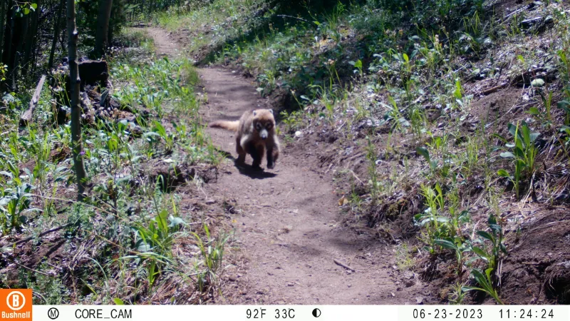 People aren't the only ones using the Arizona Trail