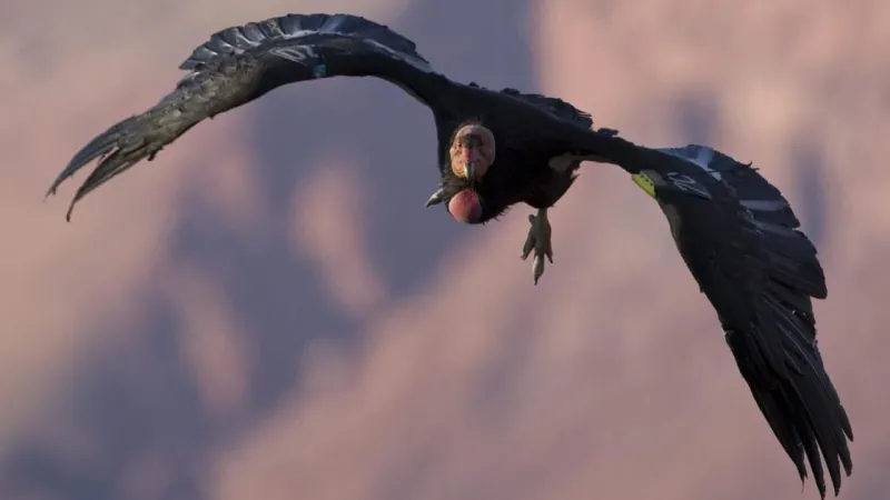 4 more California condors take flight near the Grand Canyon
