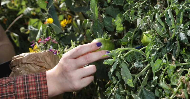 An earnest conversation with 3 Foodlink board members about connecting food and people in Flagstaff