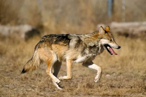 Trump Orders Review of Mexican Gray Wolf Protections in Arizona