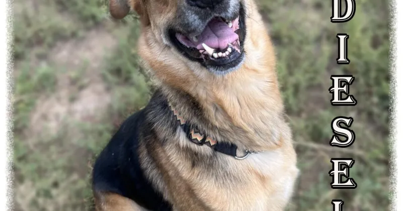 HCH Pet of the Week: Diesel