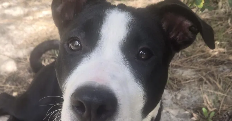 HCH Pet of the Week: Sif
