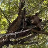 Bear caught in GV, relocated