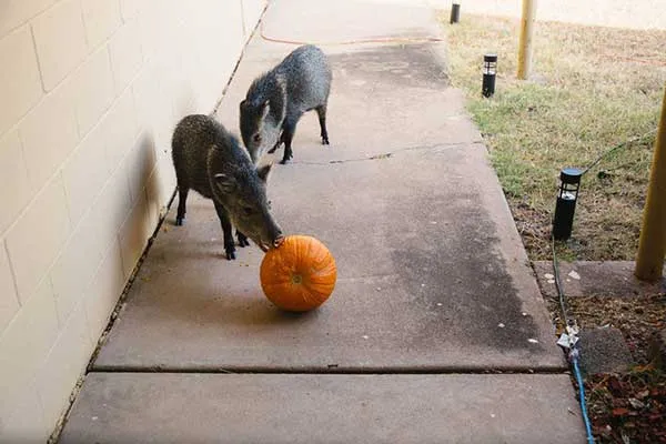AZGFD: Keep Halloween pumpkins away from hungry wildlife