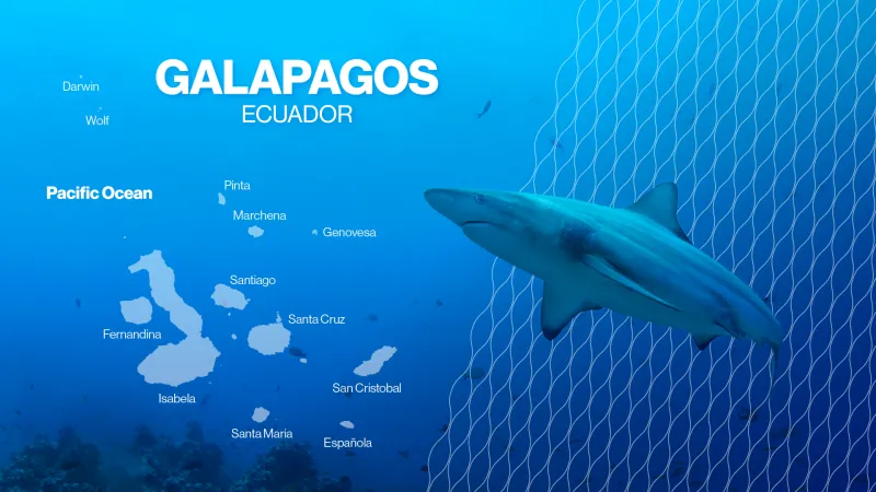 The catch with bycatch: Saving sharks goes beyond no-fishing policies