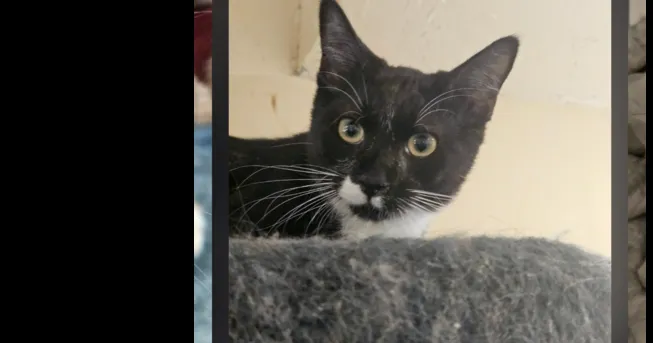 CAT OF THE WEEK: Meet Mr. Pounce