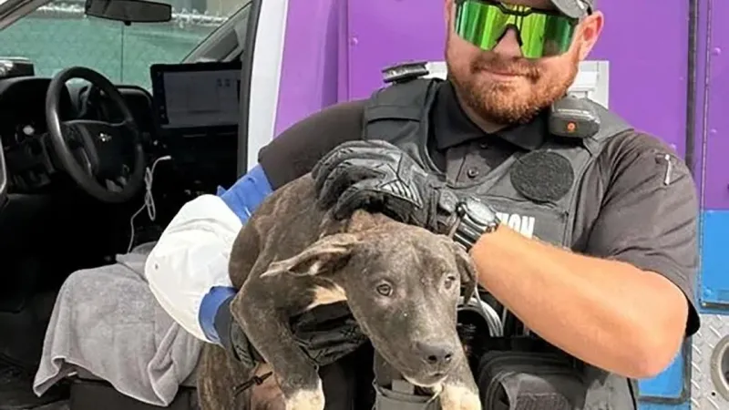 Tucson hoarding case leaves 26 dogs in need of homes