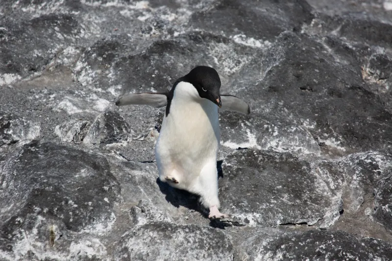 Mapping the genetic diversity of Antarctic life