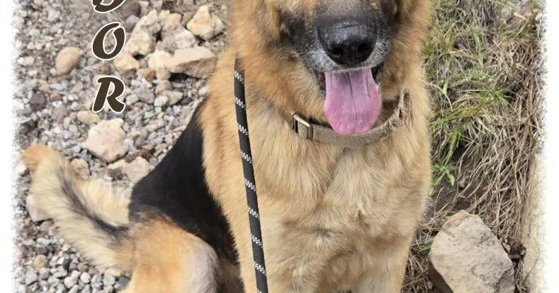 HCH Pet of the Week: Arbor