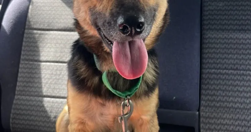 HCH Pet of the Week: Charlene