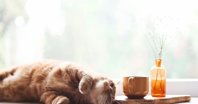A new cat cafe is opening in Naperville this fall