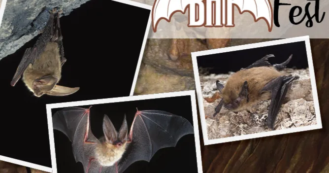 Bat Fest coming to Kartchner Caverns Park but entry fee may bite