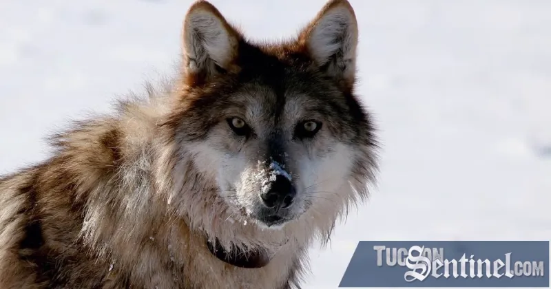 Endangered gray wolf protections up in the air pending appeals
