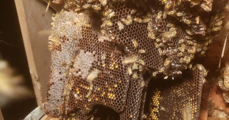 Two bee attacks reported in eight days