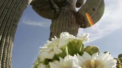 Is cutting down a saguaro really illegal in Arizona? What law allows